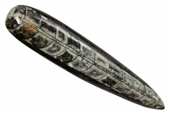 Polished Fossil Orthoceras (Cephalopod) - Morocco #363840